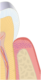 Esquema del periodonto y los tejidos de soporte del diente